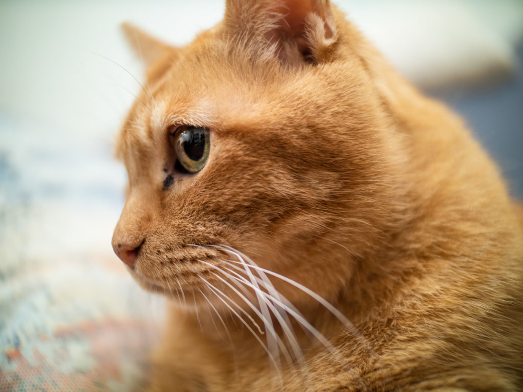 Laowa Argus 18mm f/0.95 MFT APO