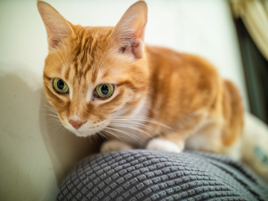 Laowa Argus 18mm f/0.95 MFT APO