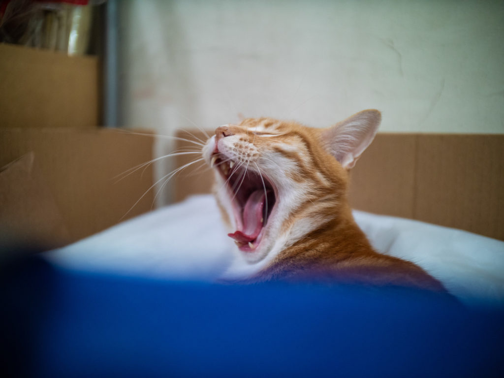 Laowa Argus 18mm f/0.95 MFT APO