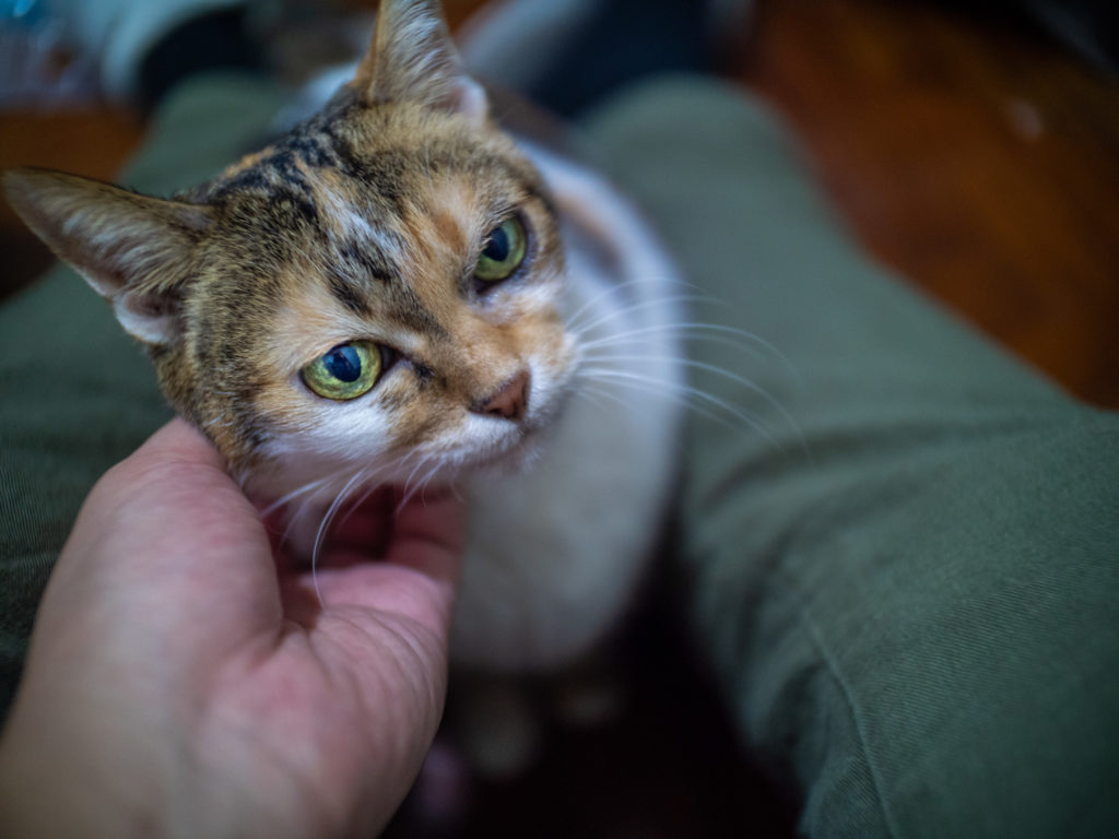 Laowa Argus 18mm f/0.95 MFT APO