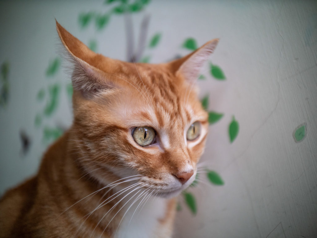 Laowa Argus 18mm f/0.95 MFT APO