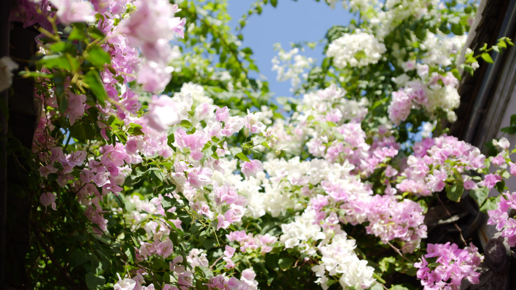 Laowa Argus 18mm f/0.95 MFT APO